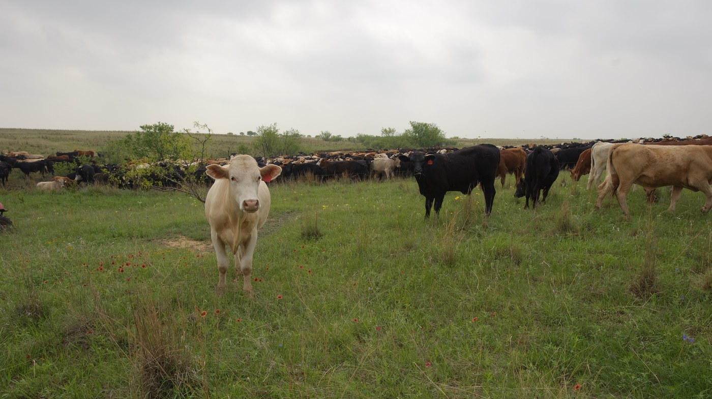 A $220 Million Cattle Ponzi Scheme Collapsed. One Executive Ran; Another Just Pleaded Guilty.